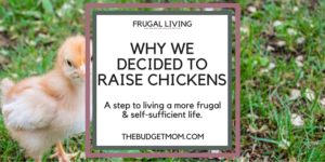 chicks,chickens,frugal living,eggs